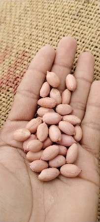 ગિરનાર 4.  માંડવી વેચવાની સે