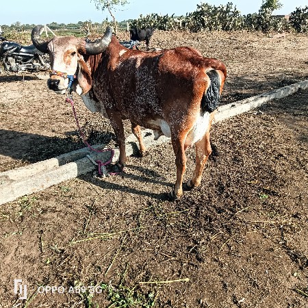 ગાય વેચવાની છે સોજીછે