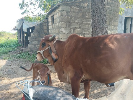 ગાય વેચવાની છે