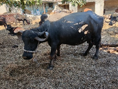 थंबनेल 3