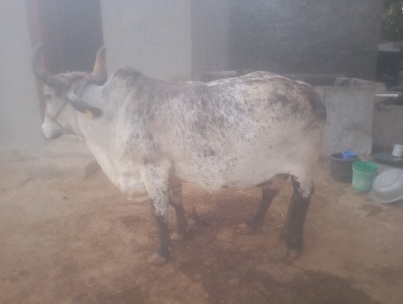 ગાય વેચવાની છે
૪ થુ વેતર