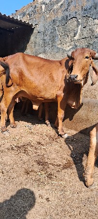 थंबनेल 2