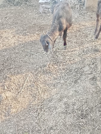 થંબનેલ 2