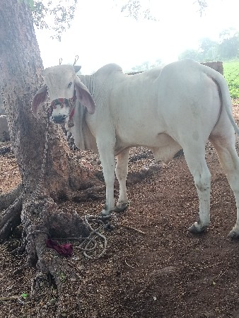 ગોઠલો વેશવાનોછે