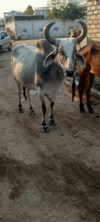 આ ગાય વેચવાની છે