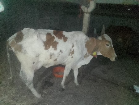 વેતર બીજું