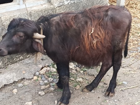 બે વર્ષના પાડો વેચવાનો છે