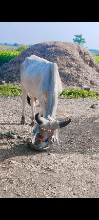 ગોઢલા વેચવાના છે