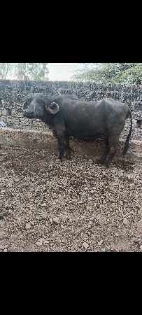 પેલું વેતર ખડેલી વેચવાના સે