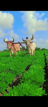 બરધ વેચવાના છે