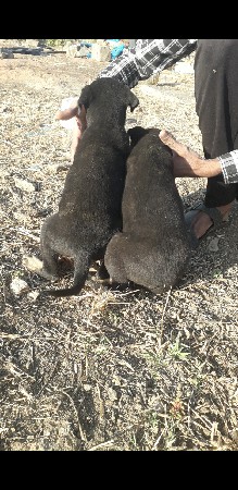 थंबनेल 3