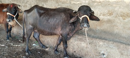 ભેંસ વેચવાની છે.