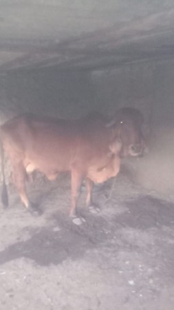 थंबनेल 3