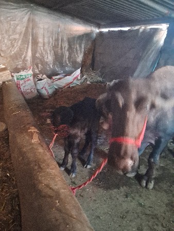 थंबनेल 4