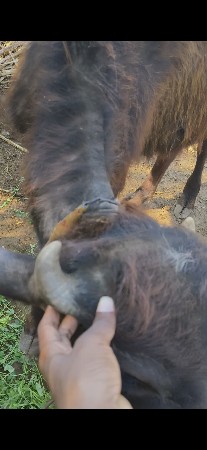 બની પાડી છે