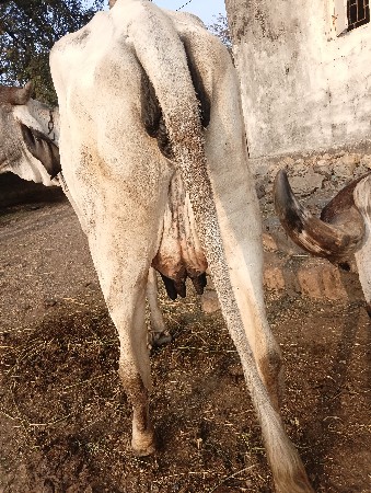 थंबनेल 3