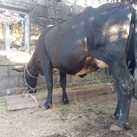 ગાય વેચવાની છે