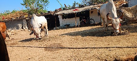 આ વઢીયારા બળદ વહેંચવાના છે