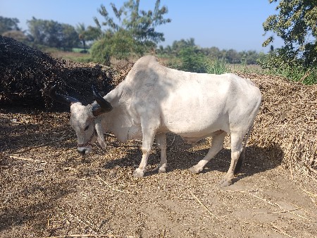 વેચવાનો છે