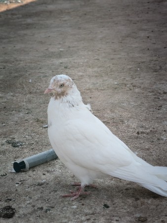 થંબનેલ 2