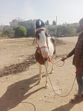 थंबनेल 3