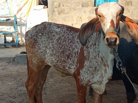 વાજબી દેવાધિ છે