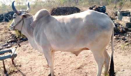 ગોઢલો વેચવા નો છે.