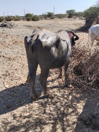 ખળેલી લેવાની છે