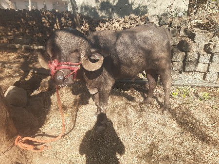 थंबनेल 2