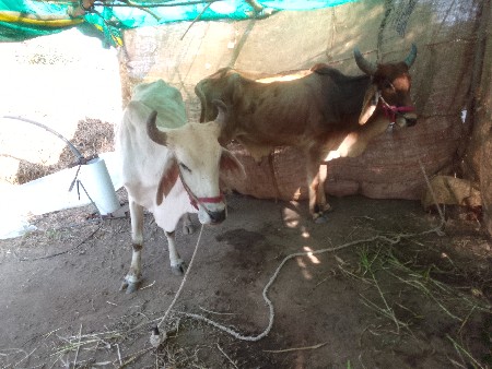 આ ગોદલા વેચવાના છે