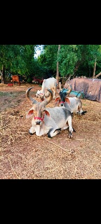 બળદ સાટેઘોડી લેવાની છે