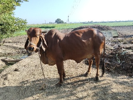 थंबनेल 2