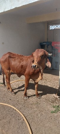 થંબનેલ 2