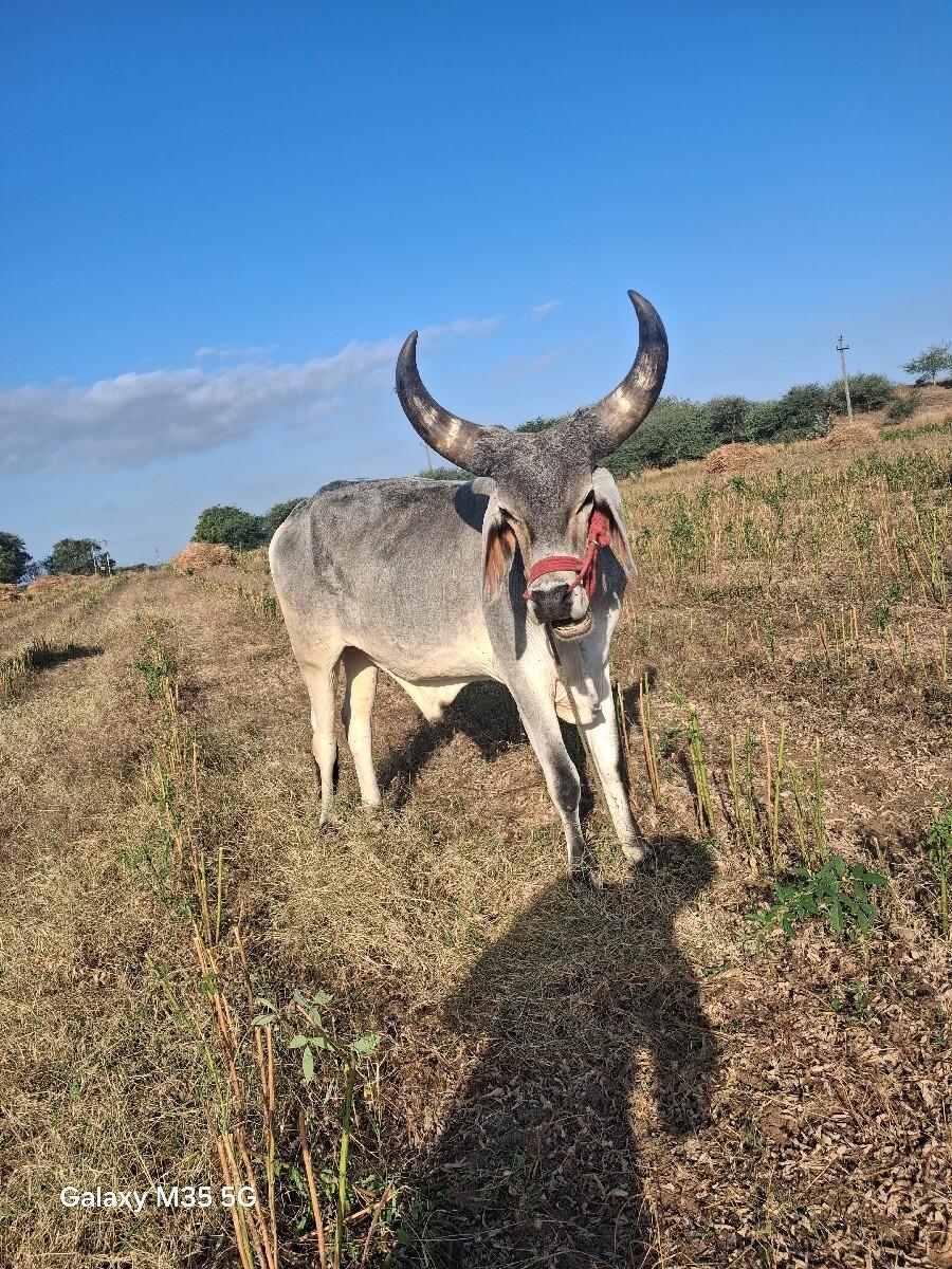 ગોઢલા વેચવાના છૈ