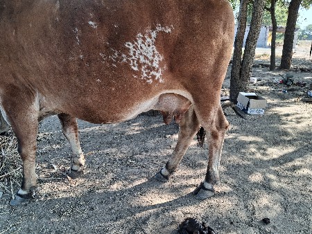 થંબનેલ 3