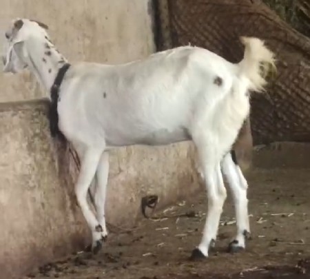 બકરી દુધ આપૅ છે બંને બકરી ઑ.ઑટસફ મૅ