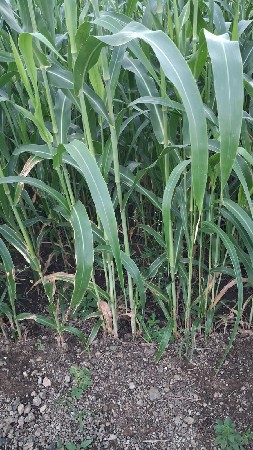 લીલી જુવાર વેચવાની છે