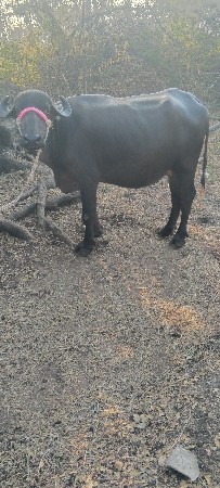 થંબનેલ 3