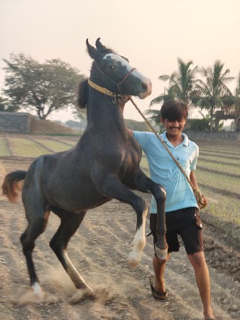 थंबनेल 3