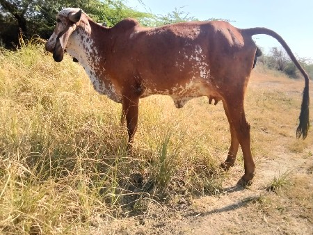 थंबनेल 3