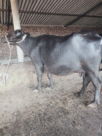 થંબનેલ 2