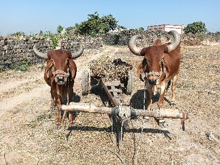 બળદ  વેસવાના