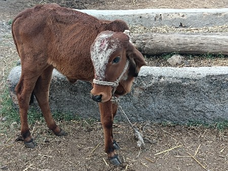 ગીર ગાય વેચવાની છે વેતરપેલુ