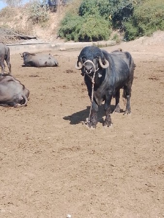 थंबनेल 3