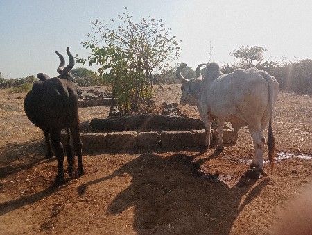 બડથ વેશવાનાશે ફુલજવાબ દારિ