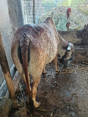 🐄૧ મયનાની કાસી 🐄