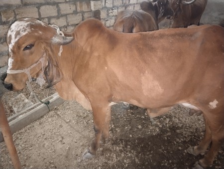 ગીર પેલું વેતર હોડકી વેચવાની છે