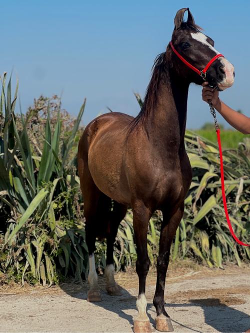 थंबनेल 2