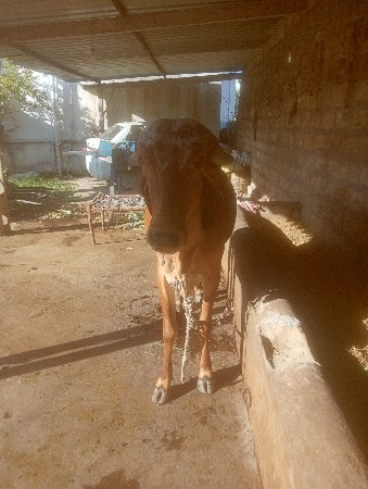 મહેશભાઈ ઓડેદરા 9924626199