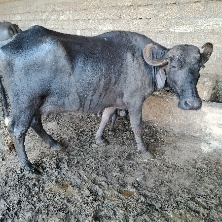 थंबनेल 2